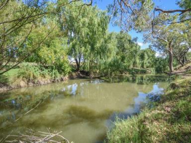 Mixed Farming For Sale - NSW - Young - 2594 - 124acs* With 850m* Of Creek Frontage Only 10mins* To Town  (Image 2)