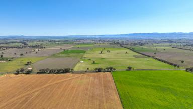 Lifestyle For Sale - NSW - Tamworth - 2340 - CHOICE LIFESTYLE BUILDING BLOCK ON THE OUTSKIRTS OF TAMWORTH  (Image 2)