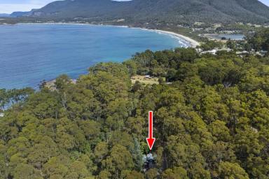 House For Sale - TAS - Eaglehawk Neck - 7179 - Rainforest Retreat with Creek and Cottage, Steps from Pirates Bay  (Image 2)