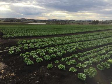 Commercial Farming For Sale - QLD - Finnie - 4350 - FARMING WITH A VIEW, JUST MINUTES FROM TOOWOOMBA  (Image 2)