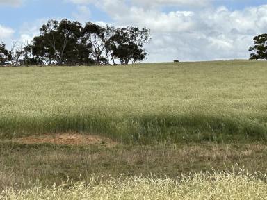 Mixed Farming For Sale - SA - Lochaber - 5271 - Opportunity on Roy Lawries Road, Lochaber  (Image 2)