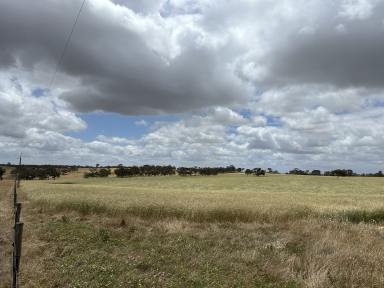 Mixed Farming For Sale - SA - Lochaber - 5271 - Opportunity on Roy Lawries Road, Lochaber  (Image 2)