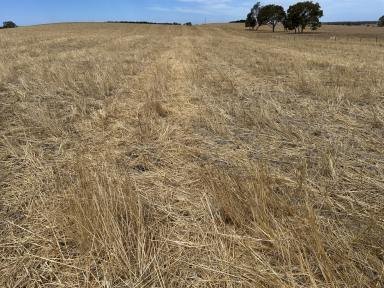 Mixed Farming For Sale - SA - Lochaber - 5271 - Opportunity on Roy Lawries Road, Lochaber  (Image 2)