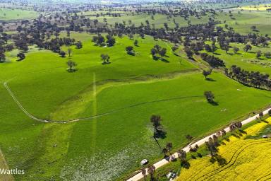 Mixed Farming For Sale - NSW - Harden - 2587 - Two outstanding rural holdings in the renowned Harden district  (Image 2)