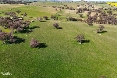 Mixed Farming For Sale - NSW - Harden - 2587 - Two outstanding rural holdings in the renowned Harden district  (Image 2)