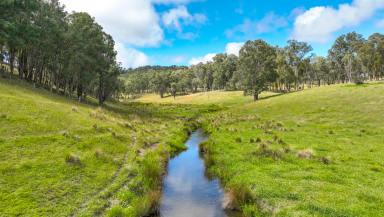 Mixed Farming Auction - NSW - Weabonga - 2340 - PRODUCTIVE LIFESTYLE ESCAPE  (Image 2)