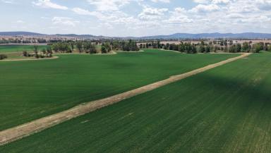 Cropping For Sale - NSW - Canowindra - 2804 - Belubula Self-Watering Flats and Irrigation  (Image 2)