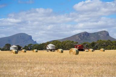 Mixed Farming Auction - VIC - Moutajup - 3294 - AUCTION - CLEARVIEW - MAGNIFICENT 139 ACRE PROPERTY WITH SENSATIONAL VIEWS  (Image 2)