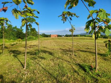 Residential Block For Sale - QLD - Silky Oak - 4854 - Private Place By The River  (Image 2)