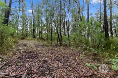 Residential Block For Sale - VIC - Walhalla - 3825 - Secluded Bush Retreat in Historic Walhalla (Image 2)