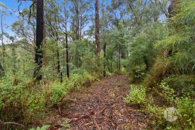 Residential Block For Sale - VIC - Walhalla - 3825 - Escape to Nature in the Heart of Walhalla  (Image 2)