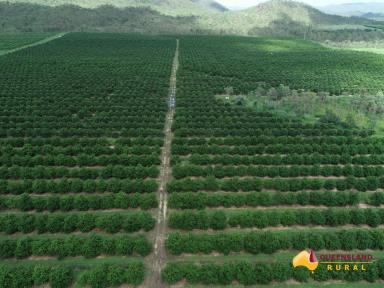 Cropping For Sale - QLD - Dimbulah - 4872 - Mountain View Macadamias  (Image 2)