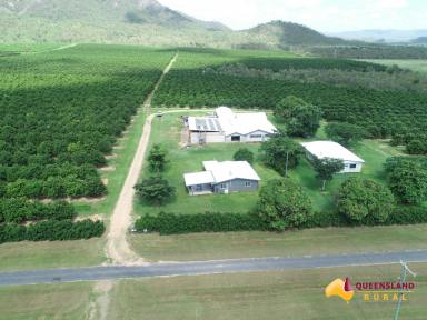 Cropping For Sale - QLD - Dimbulah - 4872 - Mountain View Macadamias  (Image 2)