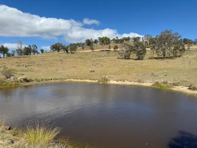 Livestock For Sale - NSW - Yass - 2582 - An Environmental Masterpiece  (Image 2)