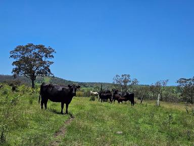 Farmlet For Sale - QLD - Pinelands - 4355 - Bare block: 158 acres of farming and grazing land.  (Image 2)