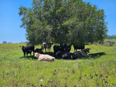 Farmlet For Sale - QLD - Pinelands - 4355 - Bare block: 158 acres of farming and grazing land.  (Image 2)