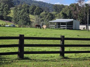 House For Sale - NSW - Bonville - 2450 - POTENTIAL PLUS - "The BEST Level 5 Acres In BONVILLE"  (Image 2)
