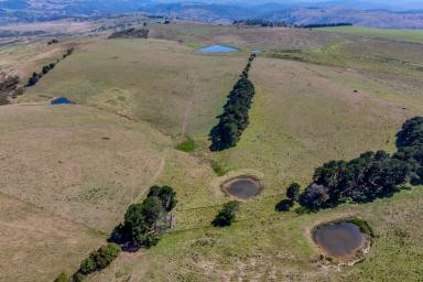 Mixed Farming For Sale - NSW - Golspie - 2580 - Kentucky, Productive and Versatile Grazing plus farming  (Image 2)
