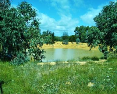 Lifestyle For Sale - WA - Wandering - 6308 - WANDERING FARM!  (Image 2)