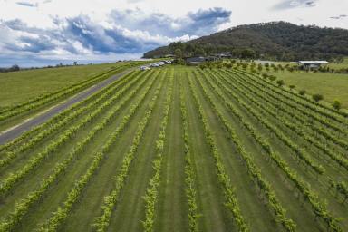 Lifestyle For Sale - NSW - Coolangatta - 2535 - Stunning Lifestyle Property - Mountain Ridge Wines  (Image 2)