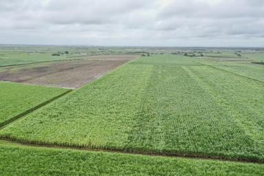 Other (Rural) For Sale - QLD - Ayr - 4807 - 93 ACRE CANE FARM WITH HOUSE & SHED - AYR  (Image 2)
