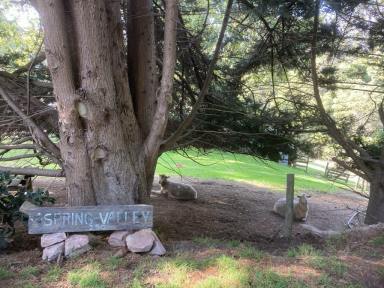Acreage/Semi-rural For Sale - VIC - Toora North - 3962 - "Spring Valley" (Image 2)