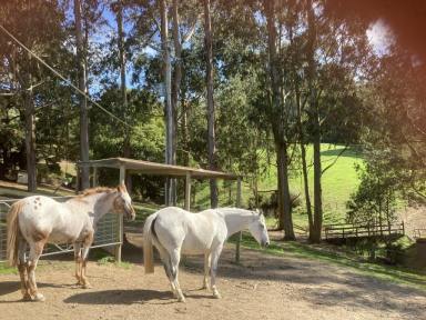 Acreage/Semi-rural For Sale - VIC - Toora North - 3962 - "Spring Valley" (Image 2)