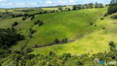 Mixed Farming For Sale - NSW - Dorrigo - 2453 - Exceptional Hinterland Property  (Image 2)