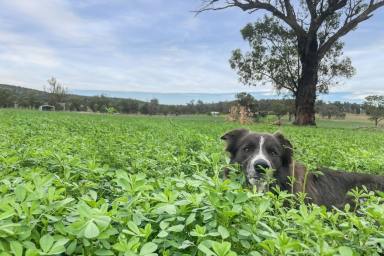 Lifestyle For Sale - NSW - Cowra - 2794 - 260ACRES* OF HIGH QUALITY IRRIGATABLE LAND, RIVERFRONTAGE & AN EXCEPTIONAL HOME!  (Image 2)