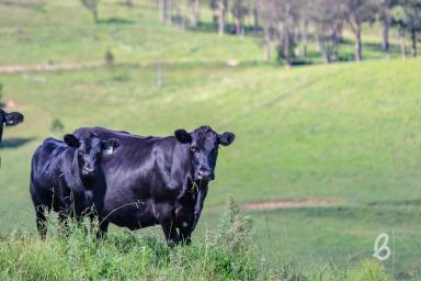 Other (Rural) Sold - NSW - Singleton - 2330 - "Glendale" Landmark Hunter Valley Grazing Property  (Image 2)
