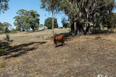 Lifestyle For Sale - VIC - Strathbogie - 3666 - MUST BE SOLD BY 30th MAY - Excellent Fundamentals In The Tightly-Held Creek Junction Precinct  (Image 2)