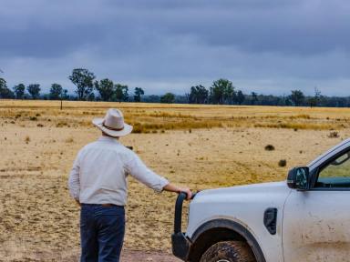 Mixed Farming For Sale - NSW - Parkes - 2870 - This is How You Buy 'Em - Central West Cattle & Cropping + 42mm*  Rain in March  (Image 2)
