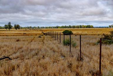 Mixed Farming For Sale - NSW - Parkes - 2870 - This is How You Buy 'Em - Central West Cattle & Cropping + 42mm*  Rain in March  (Image 2)