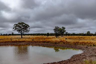 Mixed Farming For Sale - NSW - Parkes - 2870 - Buy Once, Buy Right - Central West Cropping & Grazing Country  (Image 2)