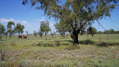 Other (Rural) For Sale - NSW - Brewarrina - 2839 - Glenallyn & Pratts Hut, Brewarrina  (Image 2)