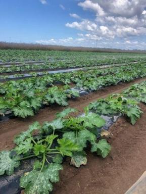 Cropping For Sale - QLD - Calavos - 4670 - Outstanding flood free Bundaberg 150 acre cropping farm (Image 2)