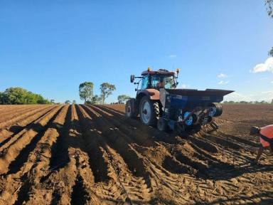 Cropping For Sale - QLD - Calavos - 4670 - Outstanding flood free Bundaberg 150 acre cropping farm  (Image 2)