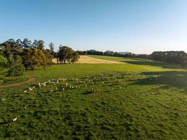 Lifestyle For Sale - VIC - Strathbogie - 3666 - DROUGHT PROOF RURAL ESTATE WITHIN HIGHLY SOUGHT REGION  (Image 2)