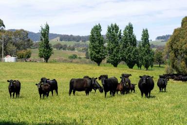 Lifestyle For Sale - VIC - Strathbogie - 3666 - DROUGHT PROOF RURAL ESTATE WITHIN HIGHLY SOUGHT REGION  (Image 2)