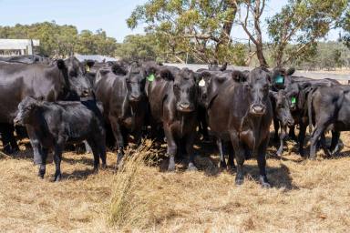 Livestock Sold - VIC - Yellingbo - 3139 - UNIQUE YARRA VALLEY OPPORTUNITY WITH SCALE  (Image 2)