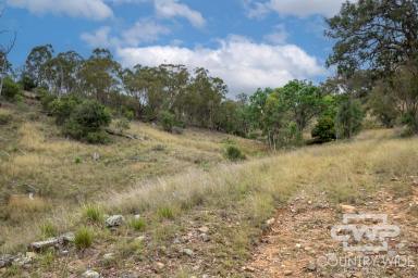 Lifestyle For Sale - NSW - Emmaville - 2371 - Own a slice of tranquility in Emmaville  (Image 2)