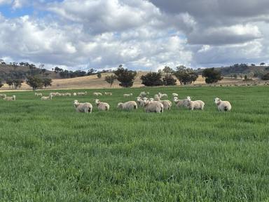 Mixed Farming For Sale - NSW - Ashford - 2361 - Mixed Grazing, Irrigation & Ready to Sell  (Image 2)