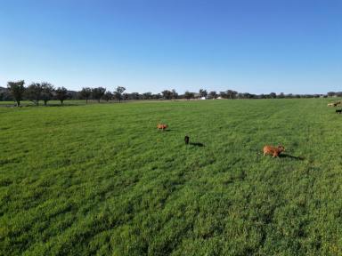 Mixed Farming For Sale - NSW - Ashford - 2361 - Mixed Grazing, Irrigation & Ready to Sell  (Image 2)