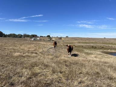 Lifestyle For Sale - NSW - Laggan - 2583 - Rural Beginners, 11 Acres, Perfect Hobby Farm Or weekender, Close to Town, Road Front, Fenced, Grazing.  (Image 2)