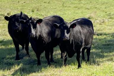 Acreage/Semi-rural For Sale - NSW - Carrick - 2580 - Stunning Blue Ribbon Rural Estate, 100Acres, Views, Workshop, Dams, Paddocks  (Image 2)