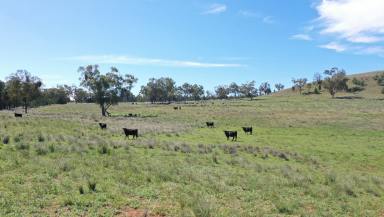 Lifestyle For Sale - NSW - Rushes Creek - 2346 - THE PERFECT BLEND OF PRIVACY, POSITION & POSSIBILITY  (Image 2)