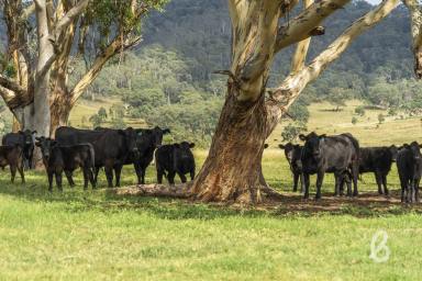 Other (Rural) Sold - NSW - Martindale - 2328 - 1,248 Acres – Secure Your Very Own Secluded Valley  (Image 2)