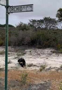 Residential Block For Sale - WA - Hopetoun - 6348 - A little bit different  (Image 2)