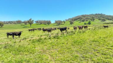 Other (Rural) Auction - NSW - Manilla - 2346 - LOW INPUT BREEDER BLOCK  (Image 2)