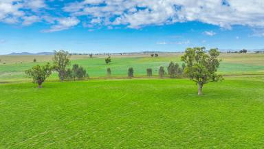 Mixed Farming Auction - NSW - Tamworth - 2340 - WATER, PRODUCTIVITY, LOCATION  (Image 2)
